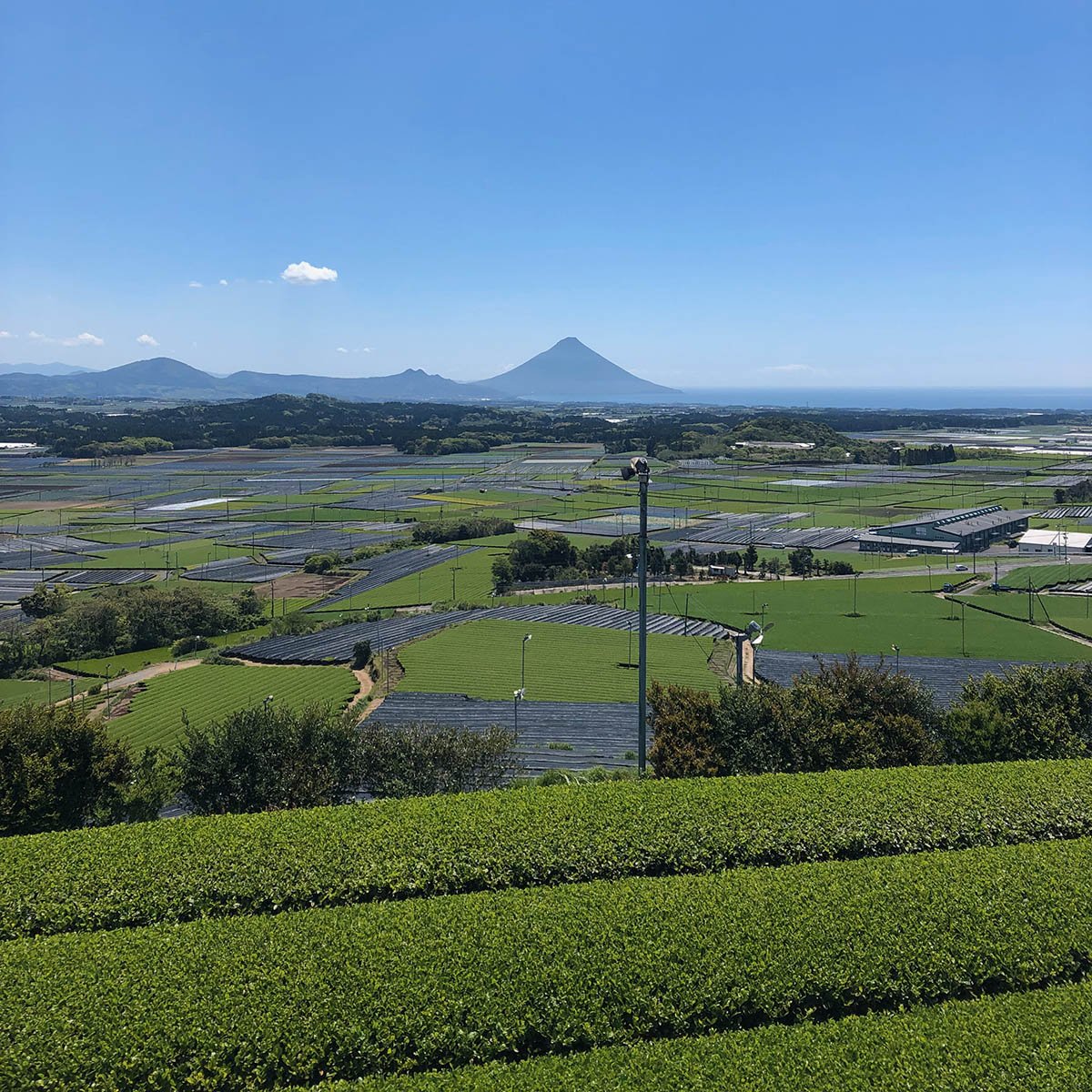 kizuna-matcha-farm-network