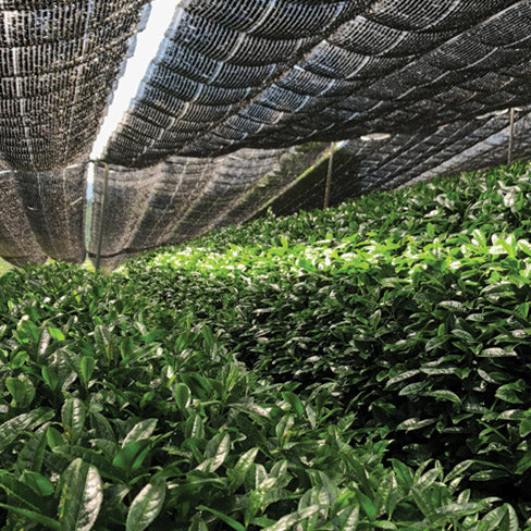 How matcha is made 1