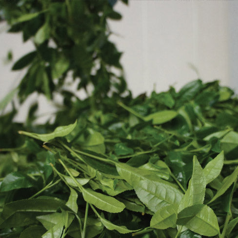 How matcha is made 2