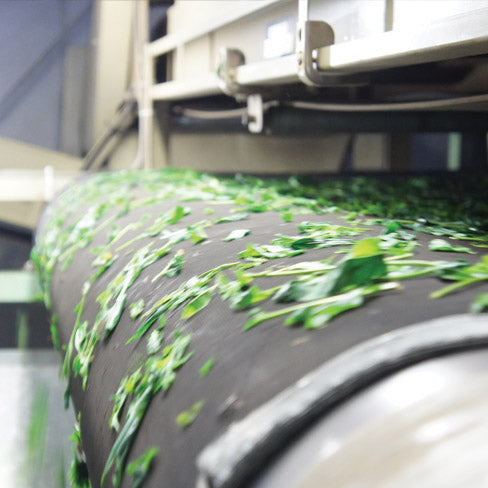 How matcha is made 3