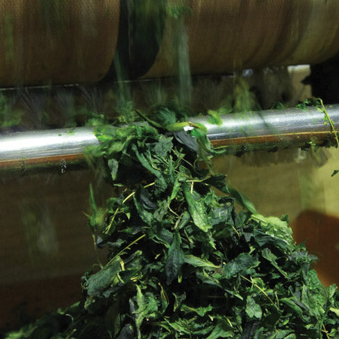 How matcha is made 4