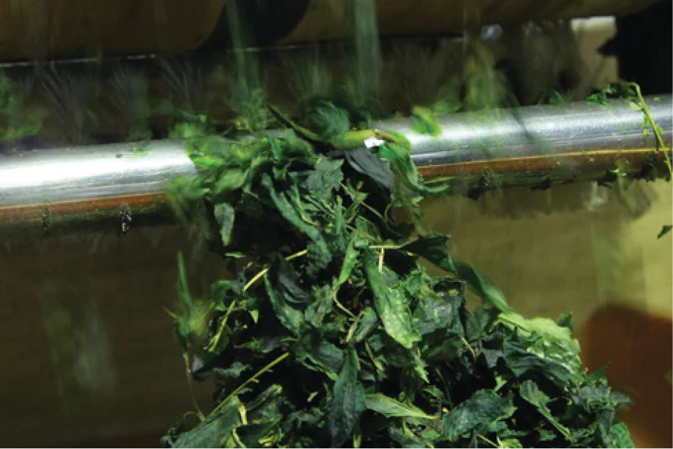 What Is Matcha – Jade Leaf Matcha US